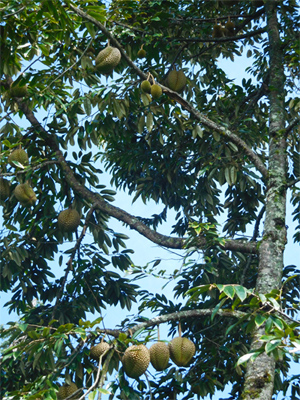 asante gardens durian tree1