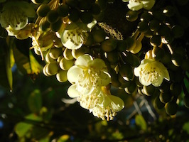durian flowers sunset th1