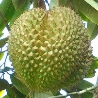 Asanté Gardens ~ White Temple Durian
